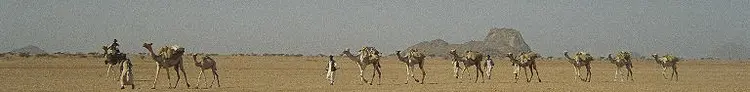 Camel Train