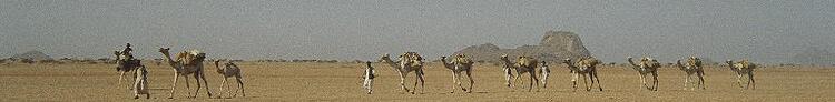 Camel Train